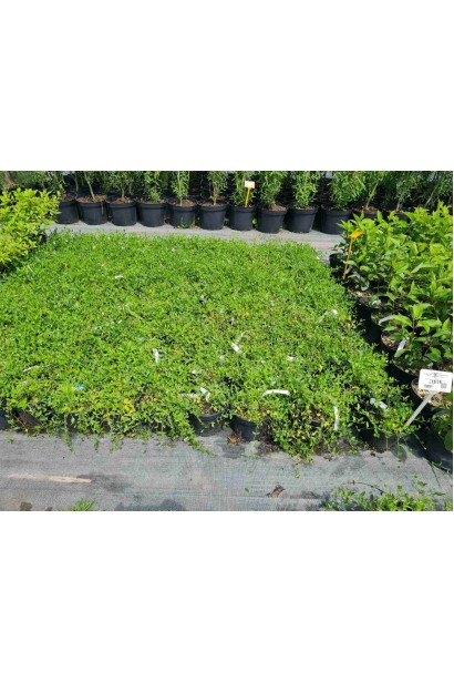 Барвінок малий Альба - 3л/вис.0-5см/Ø40-50см